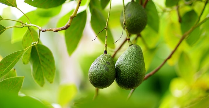 Avocados