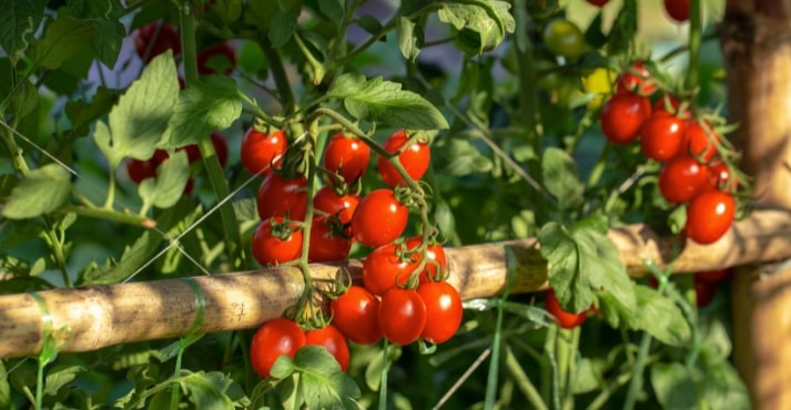 Organic tomatoes